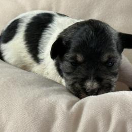 Parti - Parti female Miniature Schnauzer puppy in Ferndale, Washington from Blackhorse Schnauzers Washington state