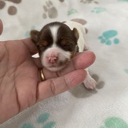 Girl 1 - Yorkshire Terrier puppy in Williamstown, New Jersey from Pat’s Garden State Yorkies