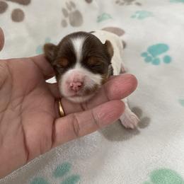 Girl 1 - Yorkshire Terrier puppy in Williamstown, New Jersey from Pat’s Garden State Yorkies