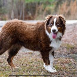 Marley - Red tri-color female Australian Shepherd puppy in Mayfield, Kentucky from Hamilton Farms