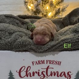 Elf - Yellow male Labrador Retriever puppy in Tigard, Oregon from Morrison Labrador Retreivers