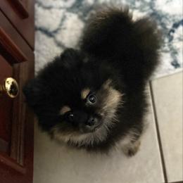 Diva - Pomeranian