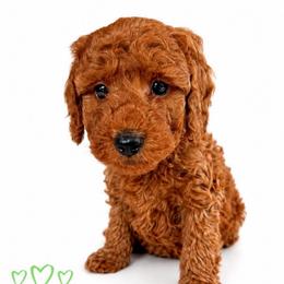 Jax - Red  male Goldendoodle puppy in Warrensburg, Missouri from Supreme Doodles