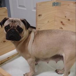 Piper - Pug
