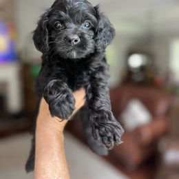 Matcha - Black and white male Cockapoo puppy in Alexandria, Alabama from Bright and Beautiful Cockapoos and Doodles