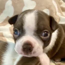 "Rev" Paul Revere - Red male Boston Terrier puppy in Murrells Inlet, South Carolina from Inlet Boston Terriers