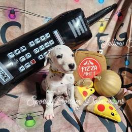 Dalmatian Puppies from Spotty Bottom Dalmatians