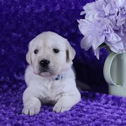 Fourth pick female - Light golden female Golden Retriever puppy in Pasadena, Maryland from Promise Land