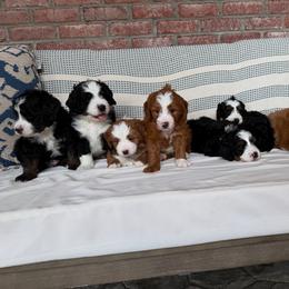 Bernedoodle Puppies from Palmetto Bernedoodles Boutique