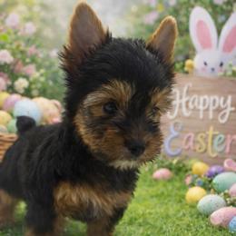 Trigger - Black and tan male Yorkshire Terrier puppy in Parma Heights, Ohio from ANGELHEARTS YORKIES and yorkie darlings