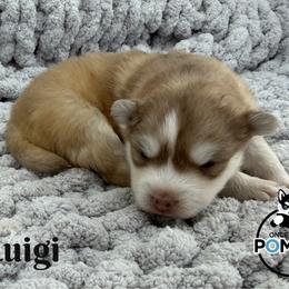 Luigi - Red and white male Pomsky puppy in Eastman, Georgia from Once Upon A Pomsky