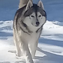 Siberian Huskies from Shadow Wood Forest Kennel