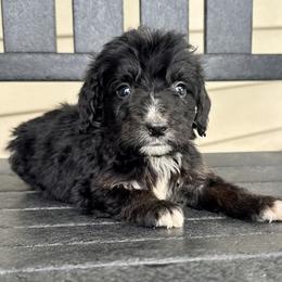 Sophie Boy 6 - Black and white male Bernedoodle puppy in Russiaville, Indiana from Pleasant Creek Minibernedoodles