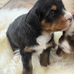 Annie - Tri-color female Bernedoodle puppy in Campbellsville, Kentucky from Blue Belle Hills Bernedoodles