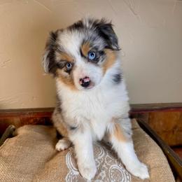 Summer - female Miniature American Shepherd puppy in Tonasket, Washington from V5 Aussies