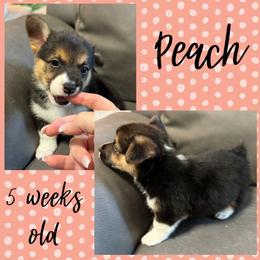 Peach - Black and tan female Pembroke Welsh Corgi puppy in Dickinson, Texas from Careaga Farms