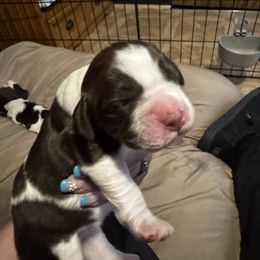 Mattie Mae - Liver and white female English Springer Spaniel puppy in Lufkin, Texas from Shifletknights Springer Spaniels