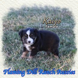 Kaiyo - Black tri female Toy Australian Shepherd puppy in Forestburg, Texas from Flaming Dill Ranch Aussies
