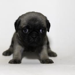 Mia (purple) - Fawn female Pug puppy in Hereford, Arizona from Broken Road Ranch Pugs