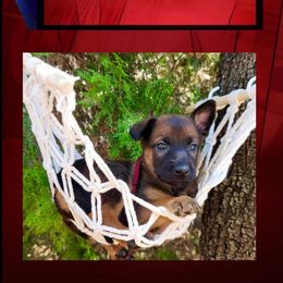 Mystique - Red sable female Belgian Malinois puppy in Chino, California from BlueStone K9