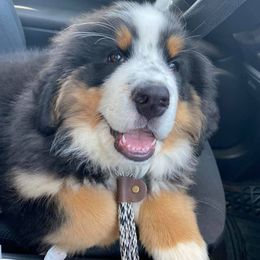 Bernese Mountain Dogs from Olympusrun