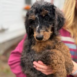 Pierre - Phantom male Poodle puppy in St. Johnsbury, Vermont from Poodles of the Northern Woods