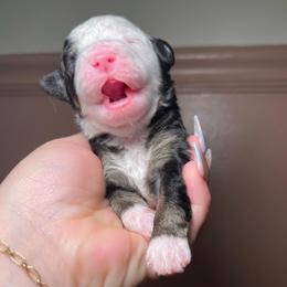 Cove - Tri-color female Bernedoodle puppy in Port Saint Lucie, Florida from Eastside Paws LLC