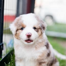 Pecan pie - Red merle male Miniature American Shepherd puppy in Groesbeck, Texas from Epic Miniature American Shepherds