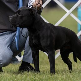 Elvis - Staffordshire Bull Terrier