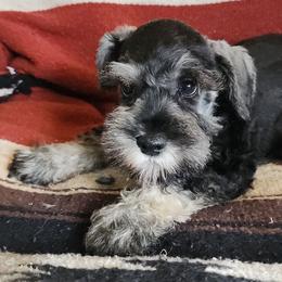 Max(discounted see description) - Salt and pepper male Miniature Schnauzer puppy in Ferndale, Washington from Blackhorse Schnauzers Washington state