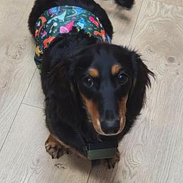 Max - Dachshund