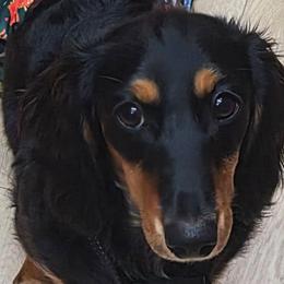 Max - Dachshund