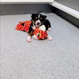 Franklin - Tri-color male Basenji puppy in Lexington, South Carolina from Flutesong Basenjis II