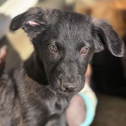 Boy 3 - Black male Xoloitzcuintli puppy in Ethridge, Tennessee from Royalty Reigns Xolos