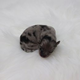 Cookie - Blue merle male Pomeranian puppy in Concord, California from Eelan’s Poms