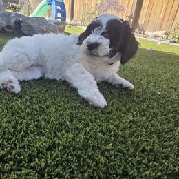 Phantom Black - Parti female Labradoodle puppy in Commerce City, Colorado from Playful Paws Labradoodles