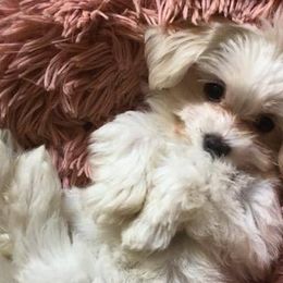 Cavapoos, Maltipoos, and Shihpoos from Cuddable Pups
