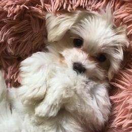 Cavapoos, Maltipoos, and Shihpoos from Cuddable Pups