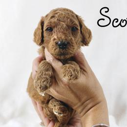 Scotch - Red  male Goldendoodle puppy in Casa Grande, Arizona from AzDoodle Dandies