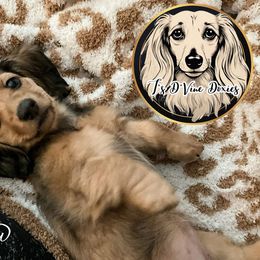 Dachshund Puppies from T’s D’Vine Doxies