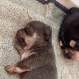 Riley Blue Tri 6000 - Blue and tan male Chihuahua puppy in Huntington Beach, California from Amy’s Chihuahuas