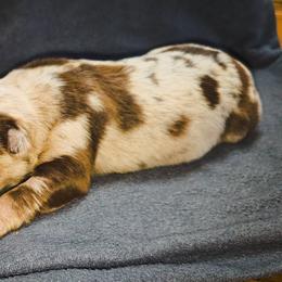 Emmory - Red merle female Australian Shepherd puppy in Marengo, Indiana from J&J Kennel