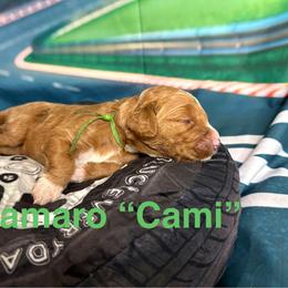Camaro - Apricot female Goldendoodle puppy in Chelan, Washington from North Cascades Doodles