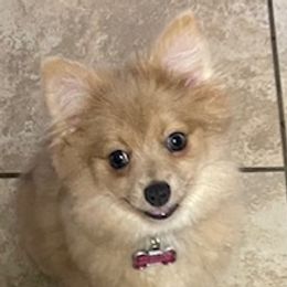 Brandi - Pomeranian