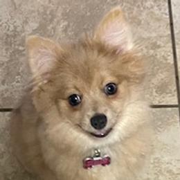 Brandi - Pomeranian