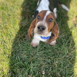 Basset Hound and Labrador Retriever Puppies from Porter Kennels