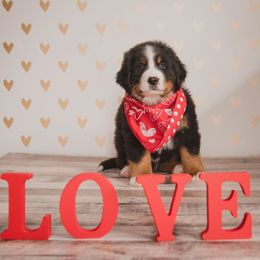 Bernese Mountain Dog Puppies from J & J Meadows