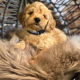 Blue - Apricot male Goldendoodle puppy in Corona, California from SoCalFamilyFrenchies, Doodles and more