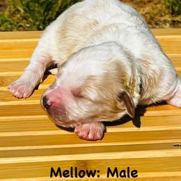 Mellow - Parti male Goldendoodle puppy in Baldwin, Georgia from Simmons F1b Goldendoodles