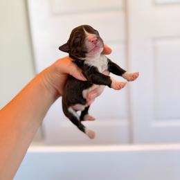Rhubarb - Brown male Portuguese Water Dog puppy in Brookville, Ohio from Cornerstones Porties